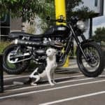 Triumph
